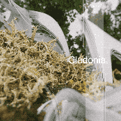 Cladonia - EP