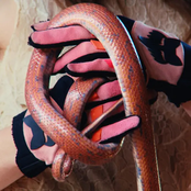 Weirdo Magnet - Single