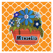 Myosotis - Single