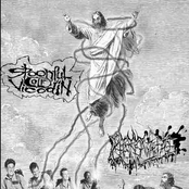 Spooful of Vicodin Split