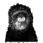 Go!rilla 10 Song Free Download! #1