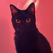 pick me girl (demos)