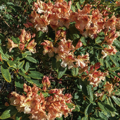 Like Bits of Glass in a Kaleidoscope