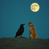 From Your Puppy, To My Crow
