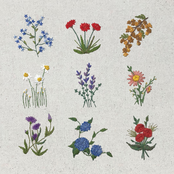 Neighbor Lady: Maybe Later