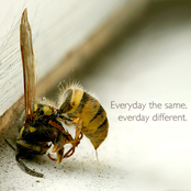 Everyday the same everyday different