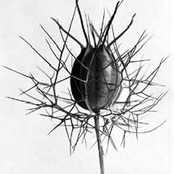 Shsk'h Vol.04 - Anton Webern (Sample Album)