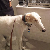 paranoid w/ kurtains