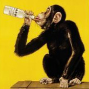 drunken monkey