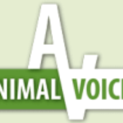 Animal Voices