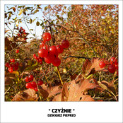CZYŻNIE