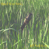 Bird Watching