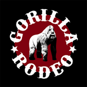 gorilla rodeo!