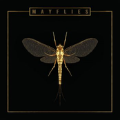 The Bergamot: Mayflies