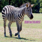 Zebtaculous!