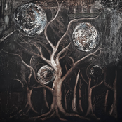 Ancient Trees