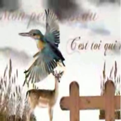 Mon petit oiseau