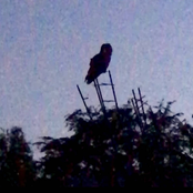 Puppet and Petersburg - EP