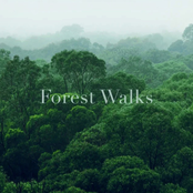 Forest Meditation