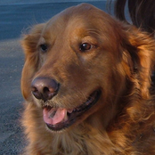 Send Me All Your Love