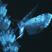 Triple Shooting Star