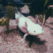 Axolotl