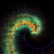 Like Love or Chewing Cartilage