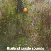 thailand jungle sounds