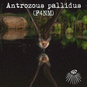 Antrozous pallidus