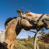 Hacemos lo que podemos