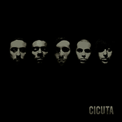 Cicuta