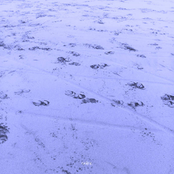 Noire: Hyacinth (Prologue to Three Stages of Unhappiness at the Remains And...)