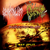 Genitalist & Androgenic Blast & GerbeЯ - 3​-​Way Split