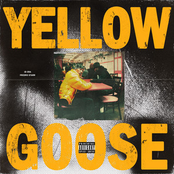 Yellow Goose