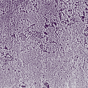 Multifactorial Dynamic Pathways