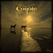 Coyote: Harlyn Bay