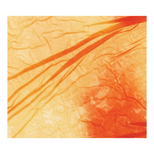 Rоses in the Casement Window