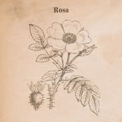 Rosa EP