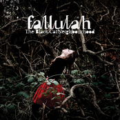 The Black Cat Neighbourhood