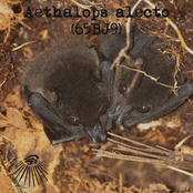 Aethalops alecto