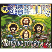 Trying To Grow by The Sheepdogs