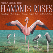 Flamants roses