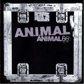 animal 6