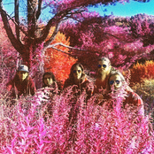 The Weasels: Kings of the Forest