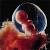 Josh's ill concieved ideas