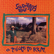 Surprise Your Pig - A Tribute To R.E.M.