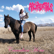 Archagathus: Canadian Horse