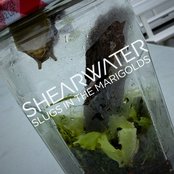 More and More by Shearwater
