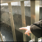 camellia and the shooting star