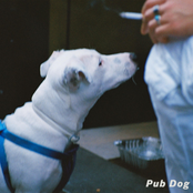 Pub Dog